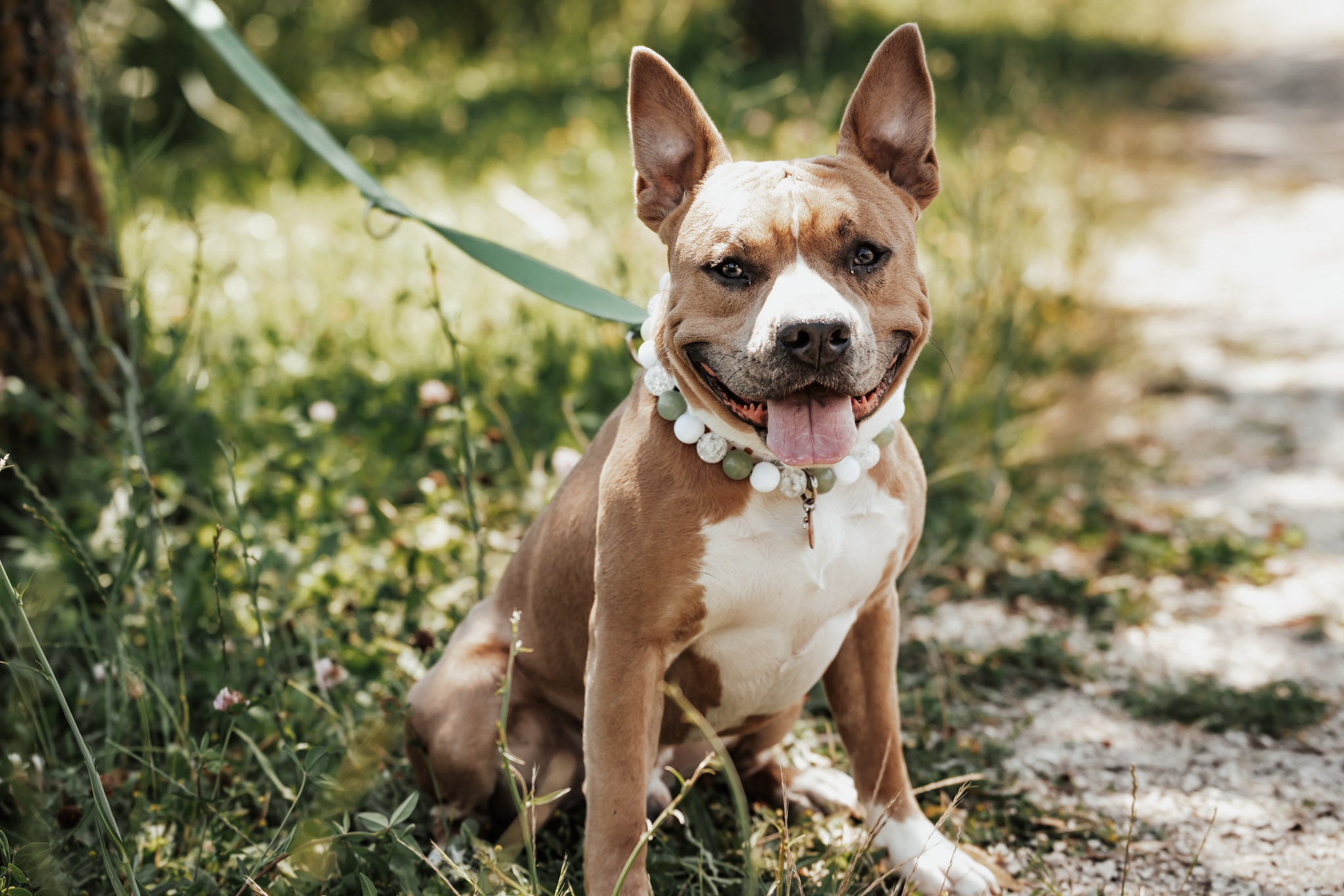 Amstaff kutya fehér-zöld gyöngyös borsónyakörvben ül a fűben